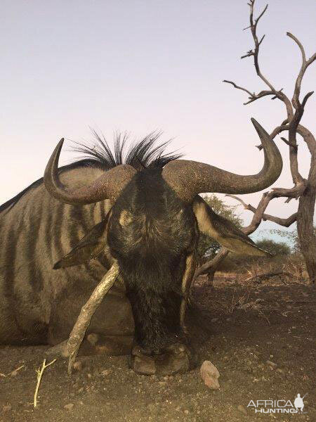 Hunting Blue Wildebeest South Africa