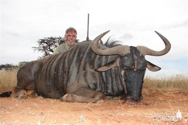 Hunting Blue Wildebeest with Wintershoek Johnny Vivier Safaris in SA