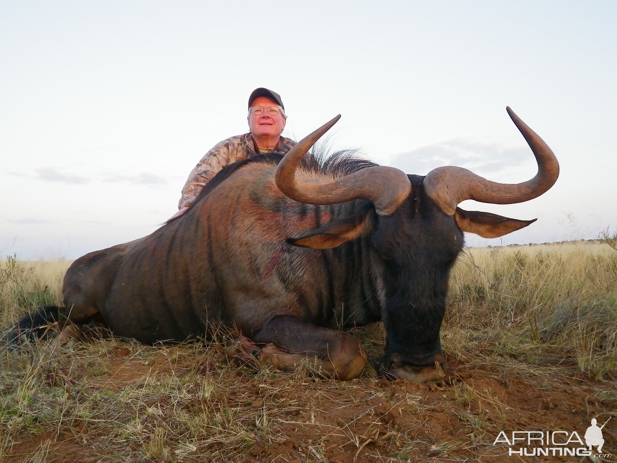 Hunting Blue Wildebeest with Wintershoek Johnny Vivier Safaris in SA