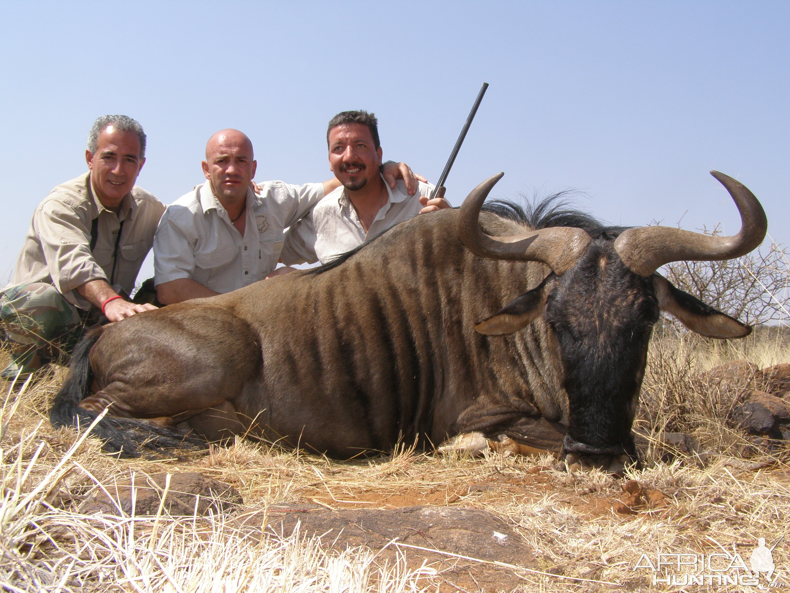 Hunting Blue Wildebeest with Wintershoek Johnny Vivier Safaris in SA