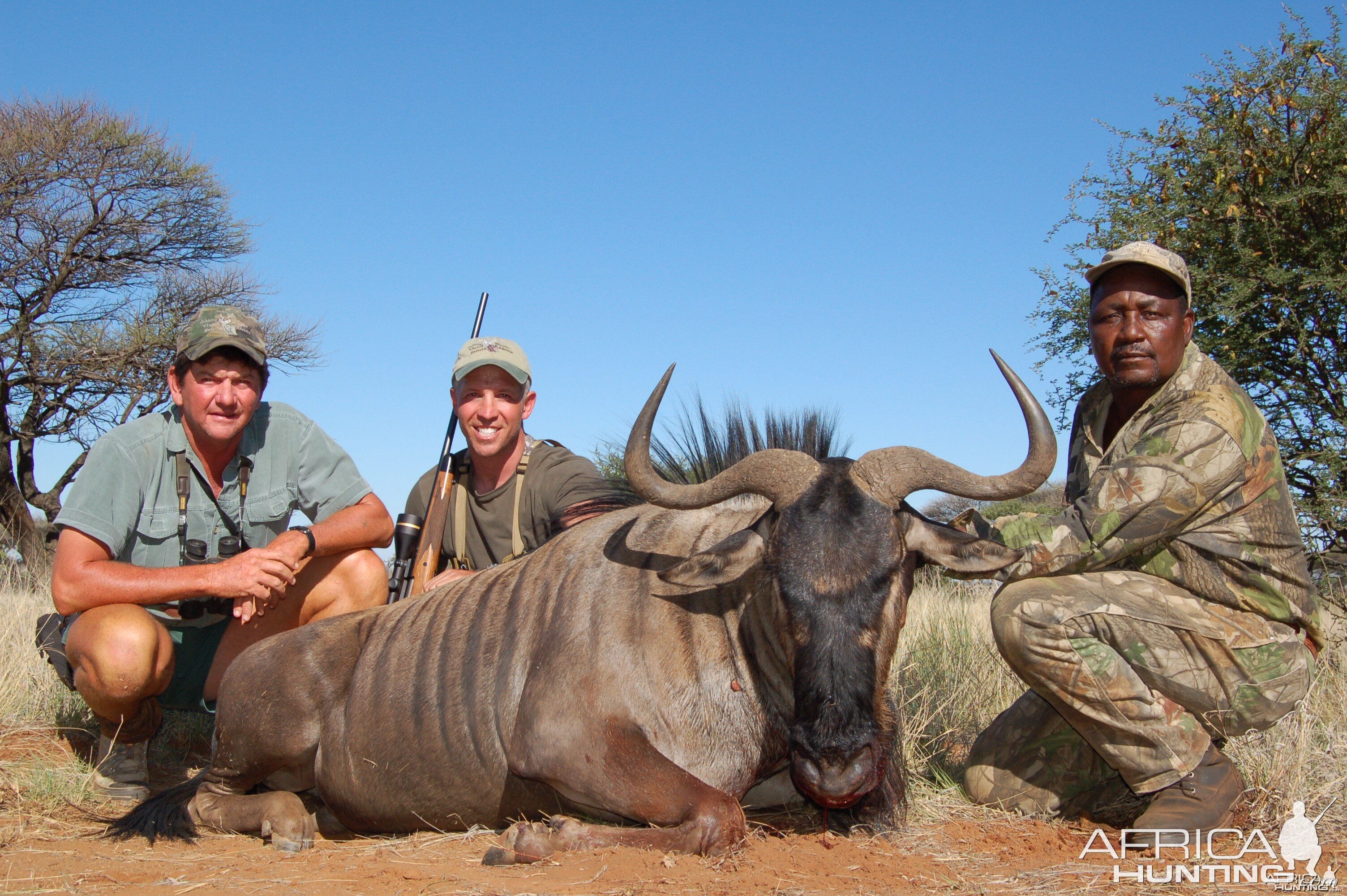 Hunting Blue Wildebeest with Wintershoek Johnny Vivier Safaris in SA