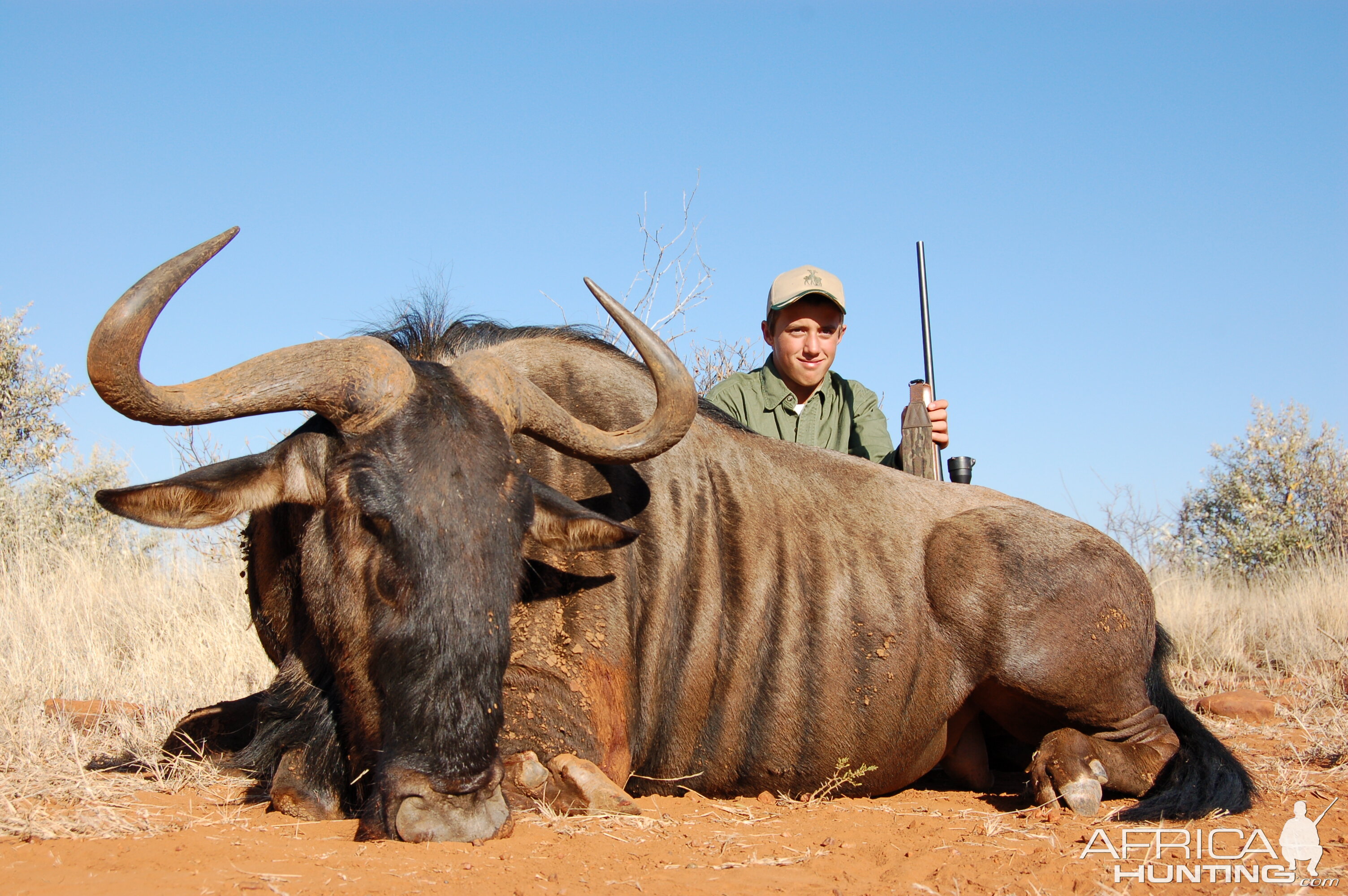 Hunting Blue Wildebeest with Wintershoek Johnny Vivier Safaris in SA