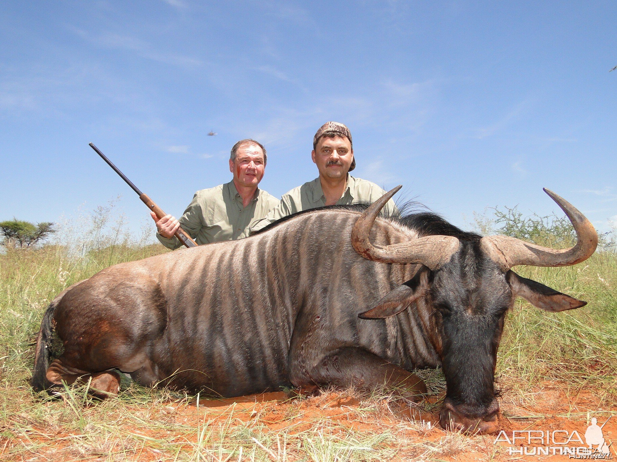 Hunting Blue Wildebeest with Wintershoek Johnny Vivier Safaris in SA