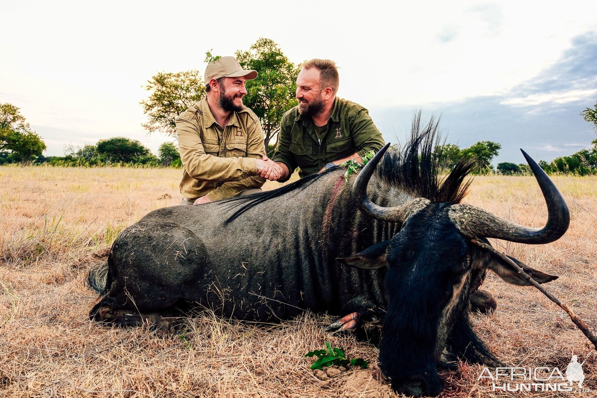 Hunting Blue Wildebeest Zimbabwe