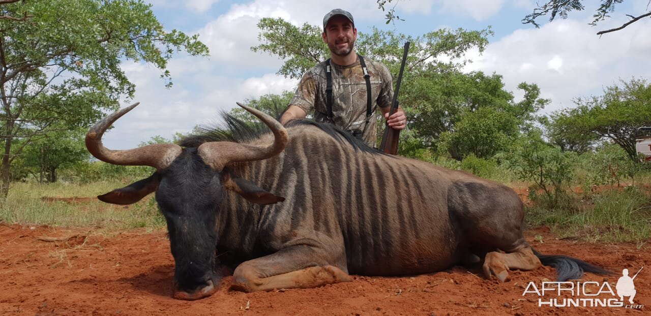 Hunting Blue Wildebeest