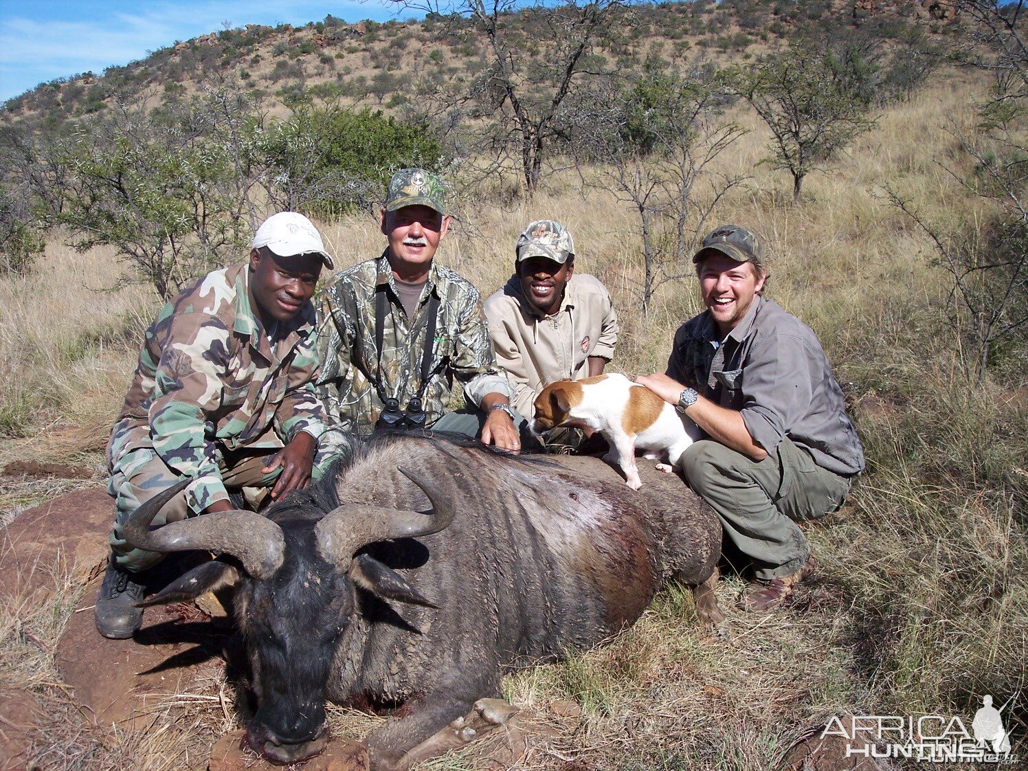 Hunting Blue Wildebeest