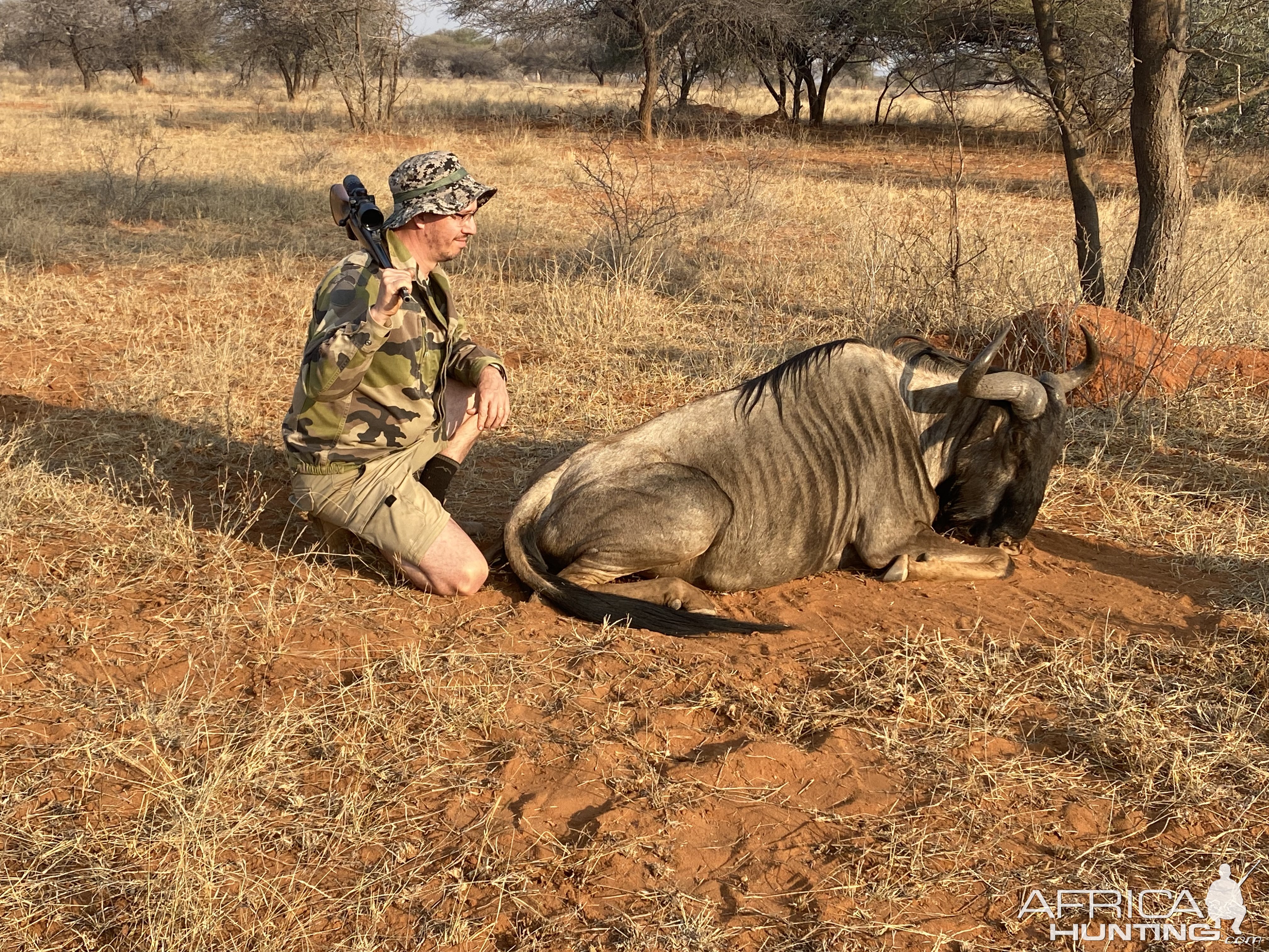 Hunting Blue Wildebeest