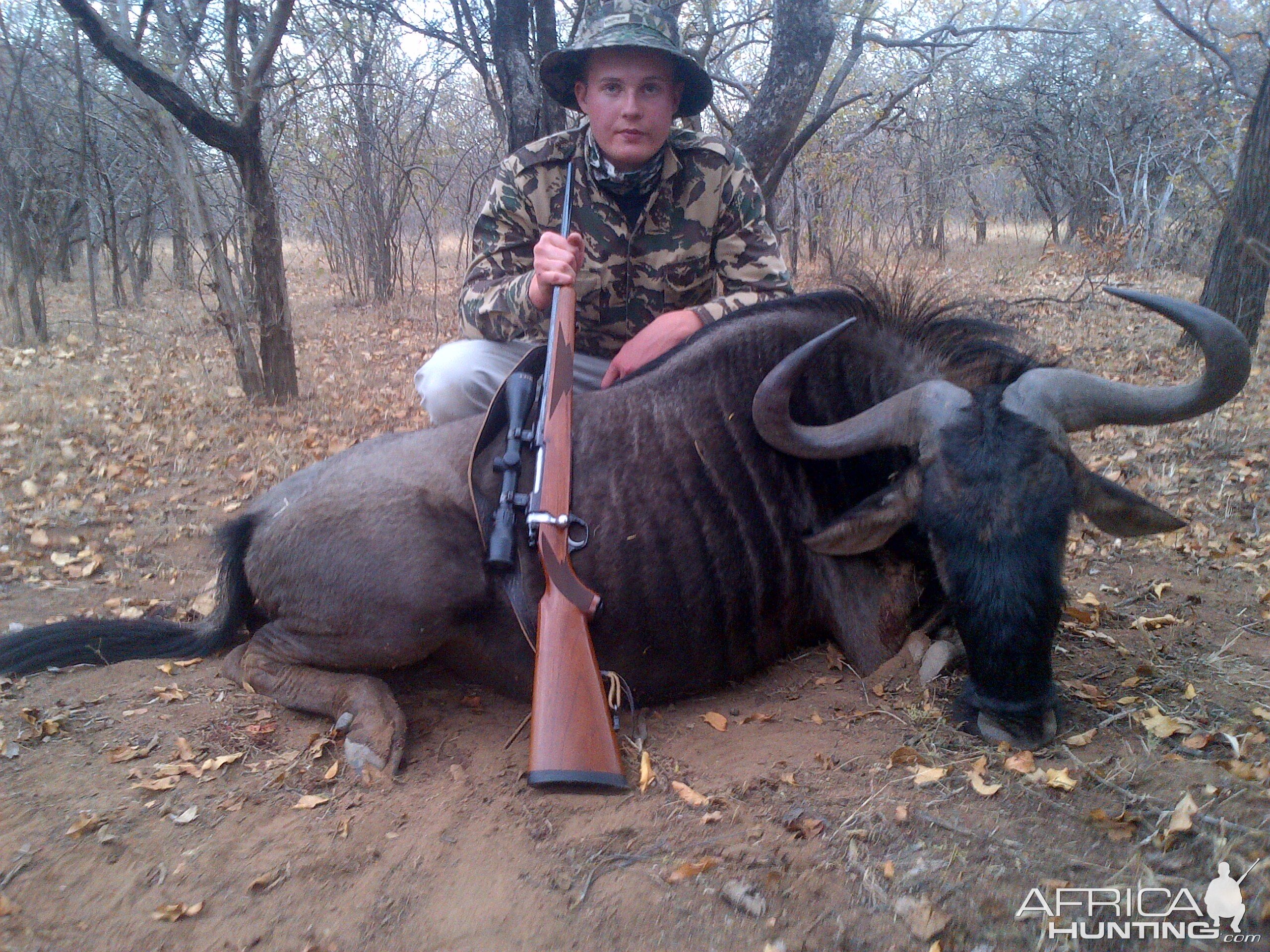 Hunting Blue Wildebeest