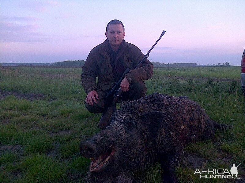 Hunting Boar in Romania