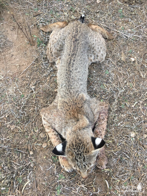 Hunting Bobcat