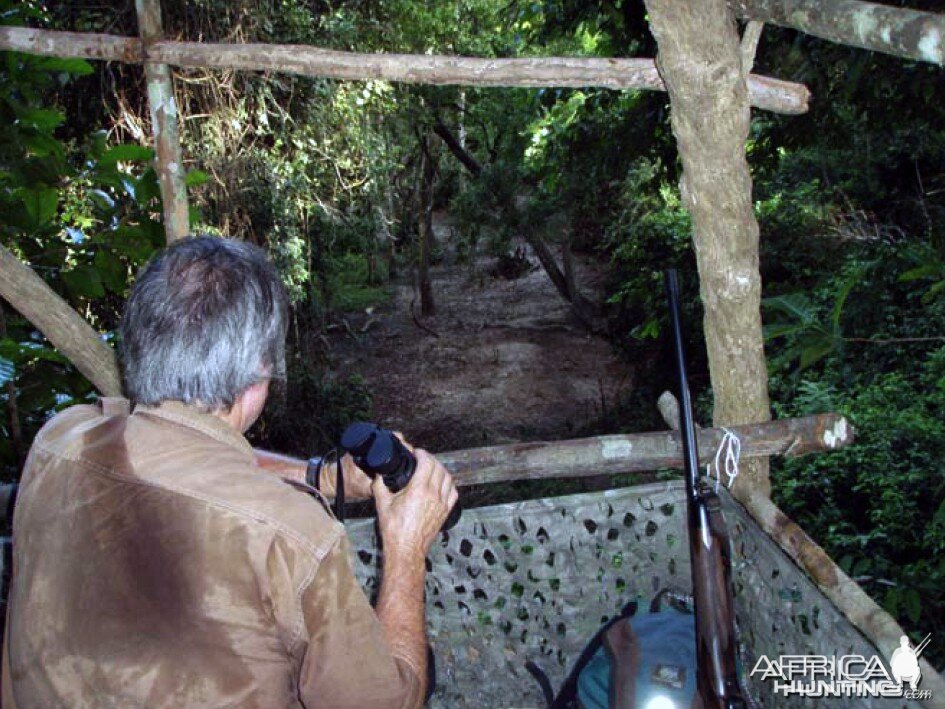 Hunting Bongo in CAR Rudy Lubin Safaris