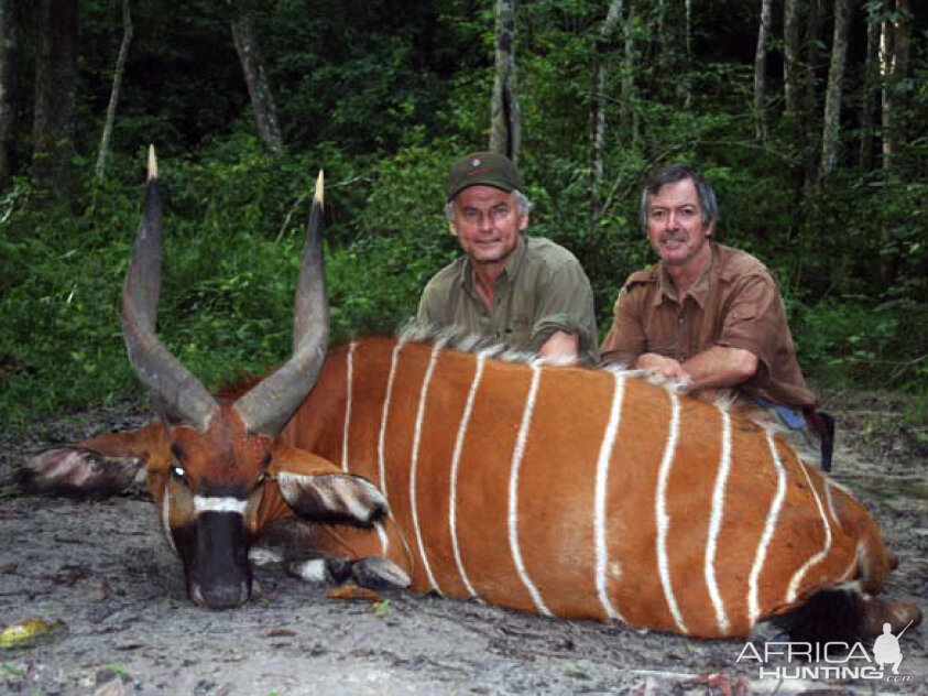 Hunting Bongo in CAR Rudy Lubin Safaris