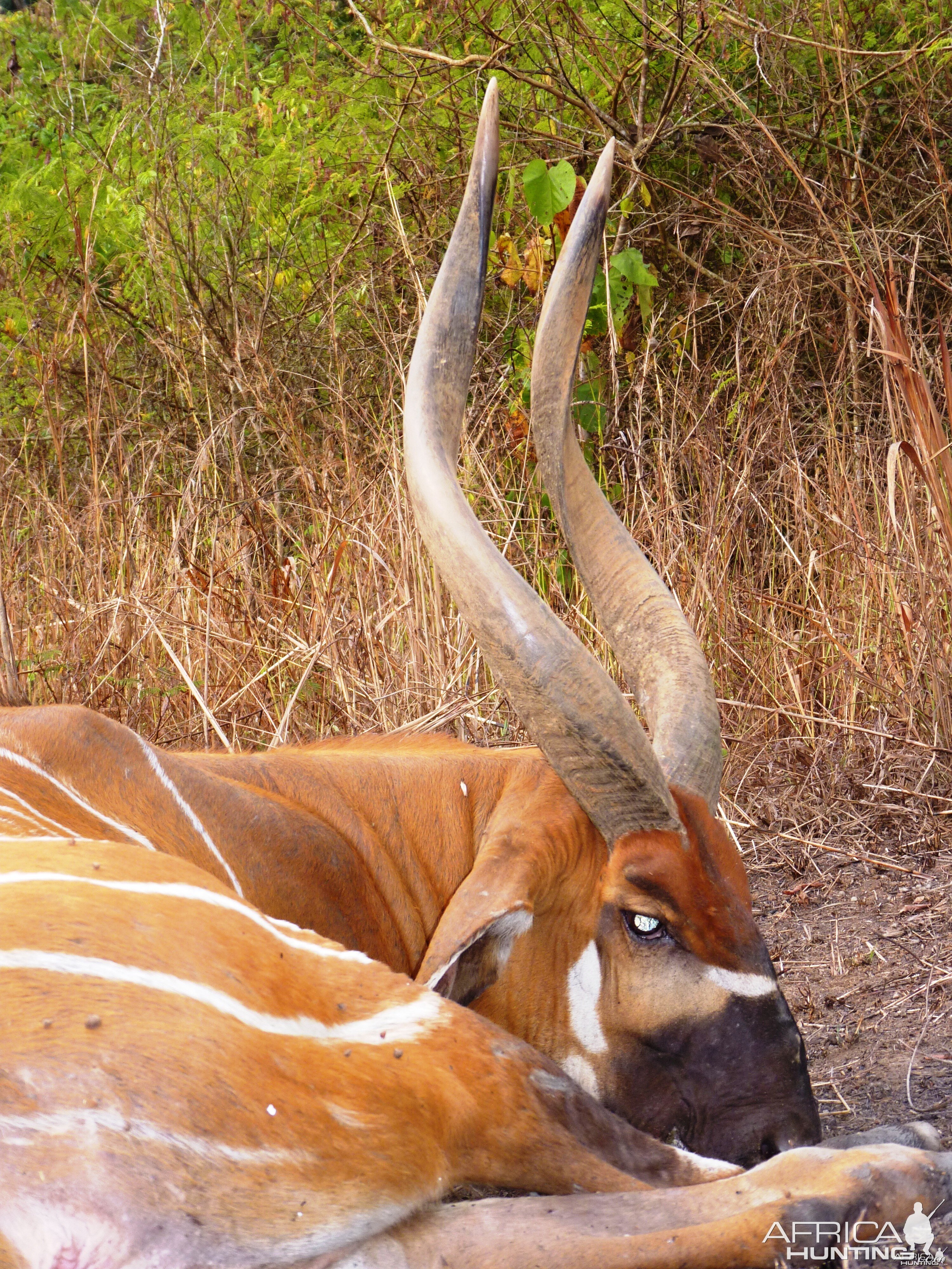 Hunting Bongo in Central African Republic