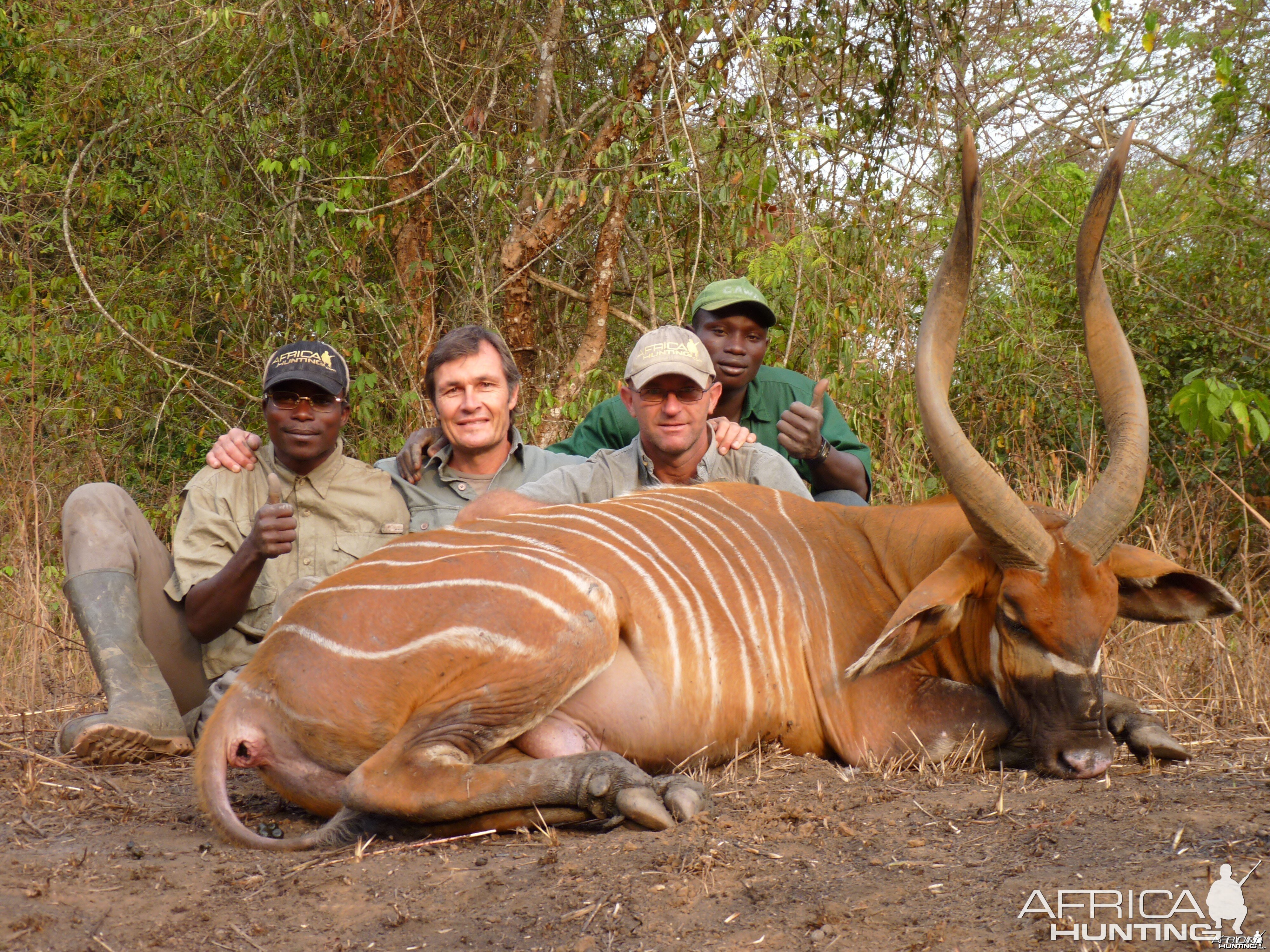 Hunting Bongo in Central African Republic