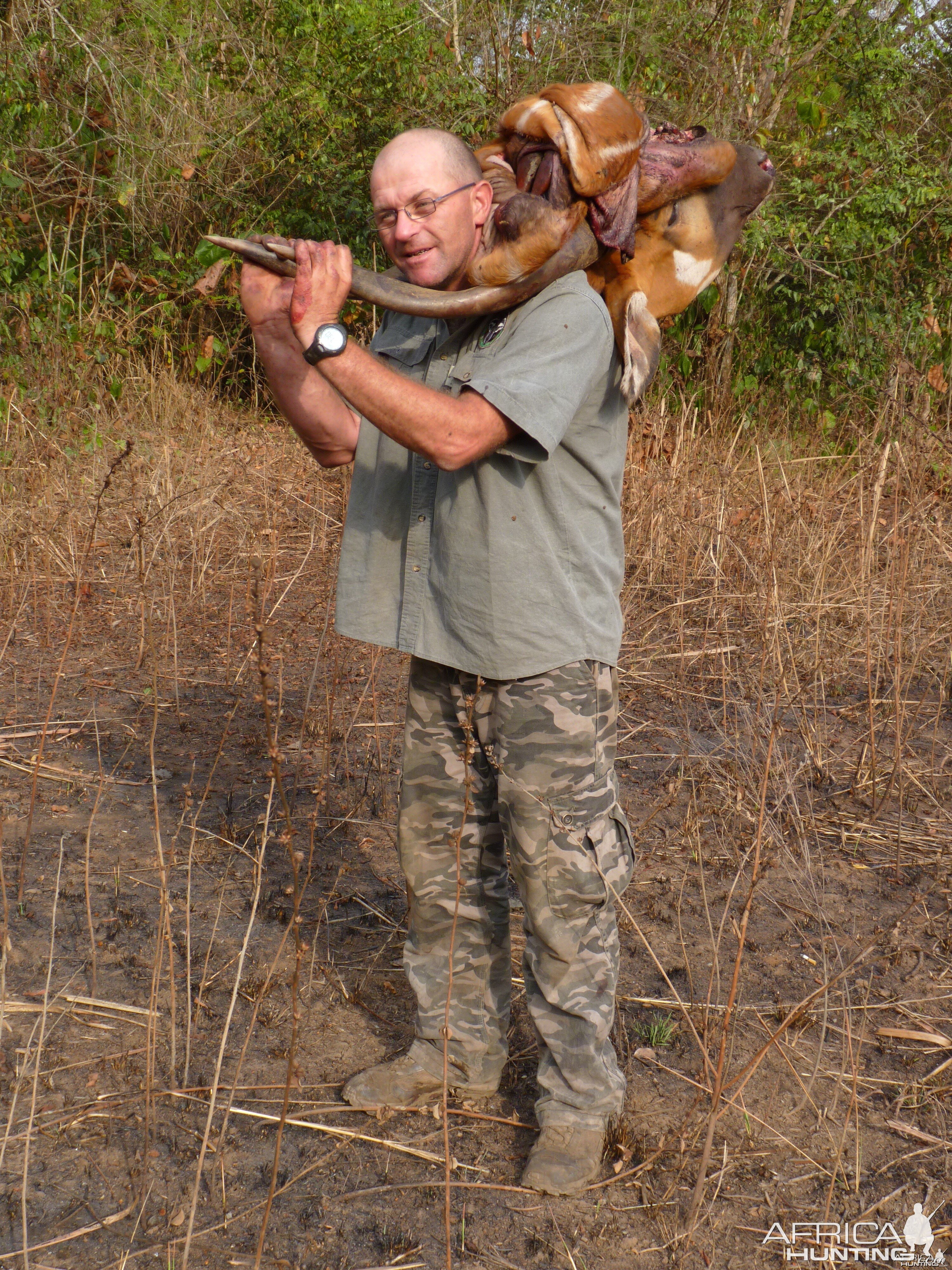 Hunting Bongo in Central African Republic