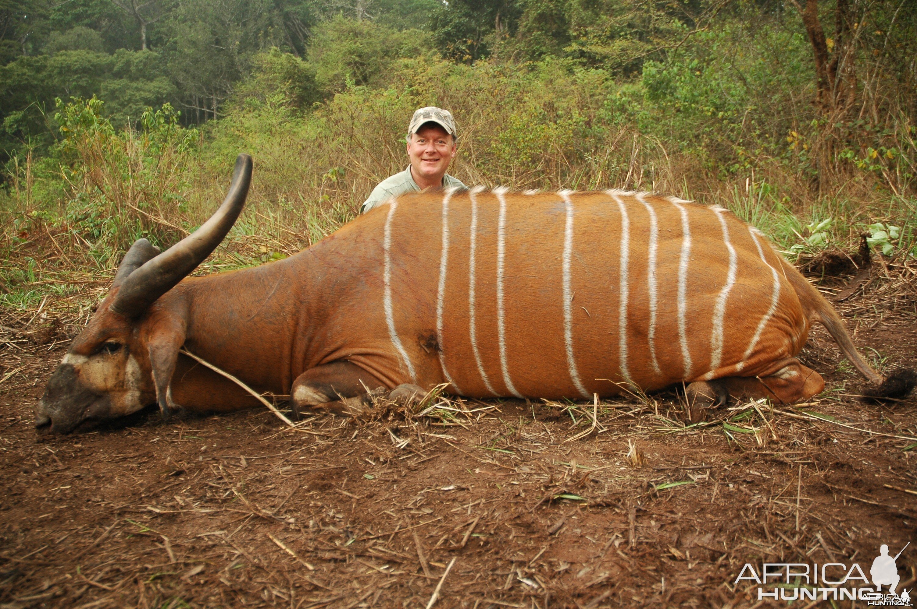 Hunting Bongo in Central African Republic