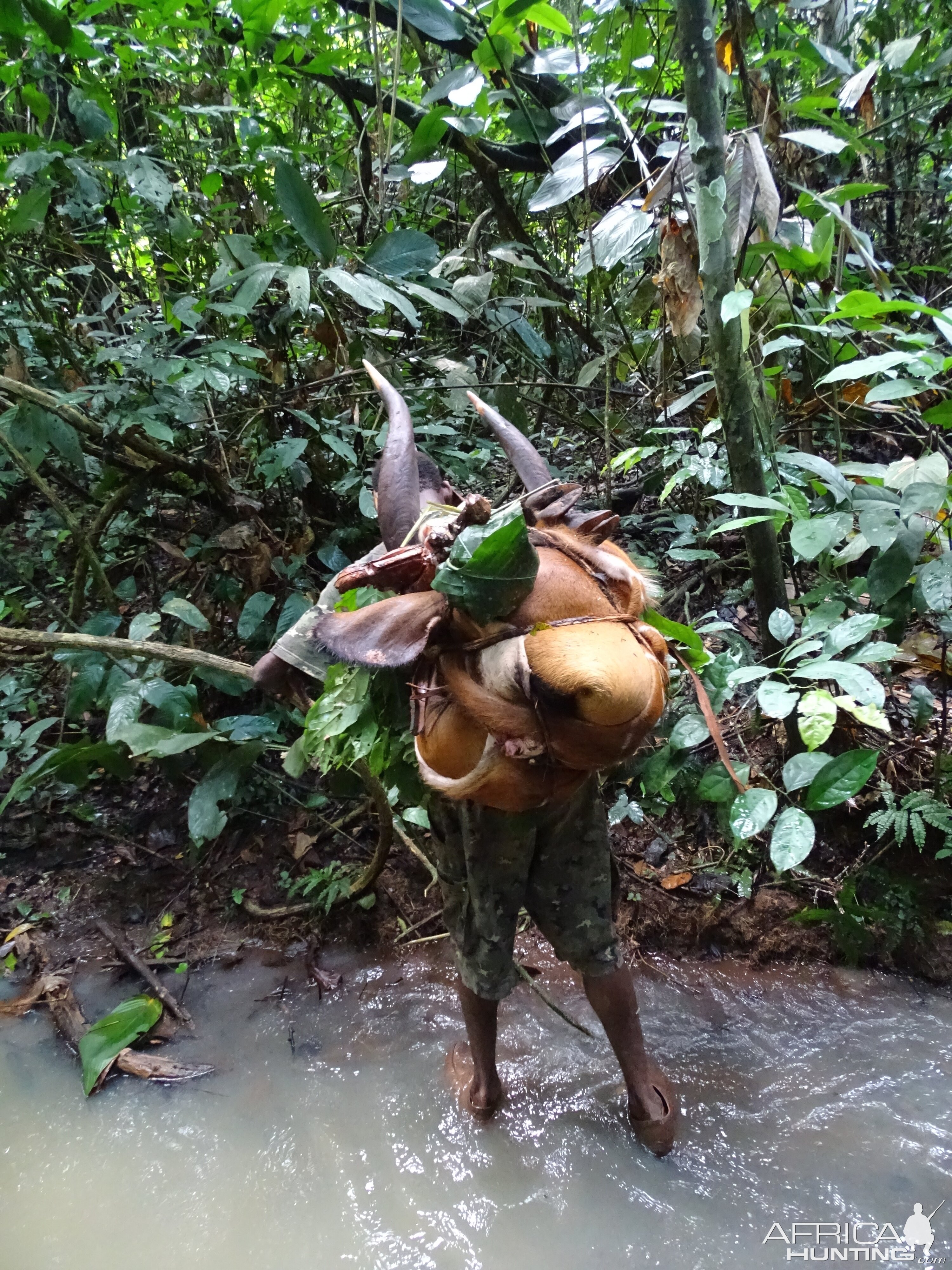 Hunting Bongo in Congo