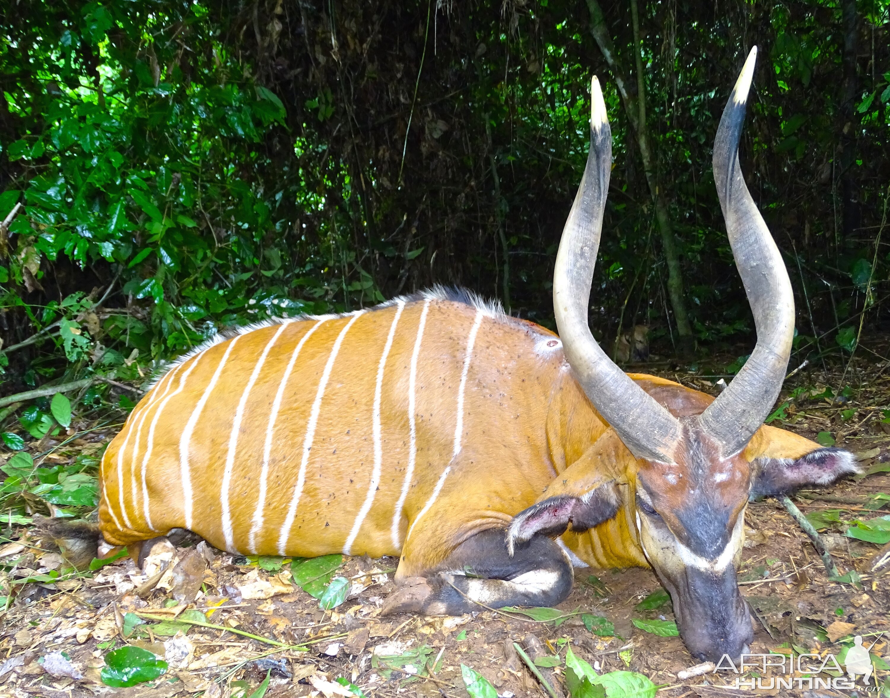 Hunting Bongo in Congo