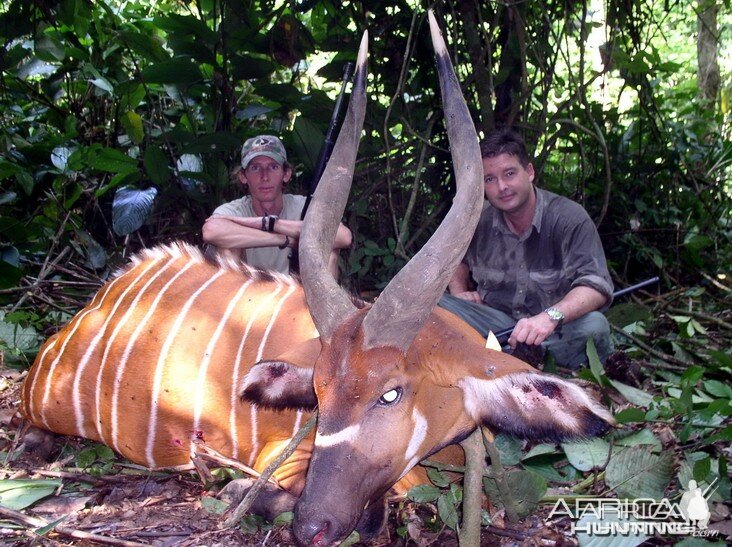 Hunting Bongo