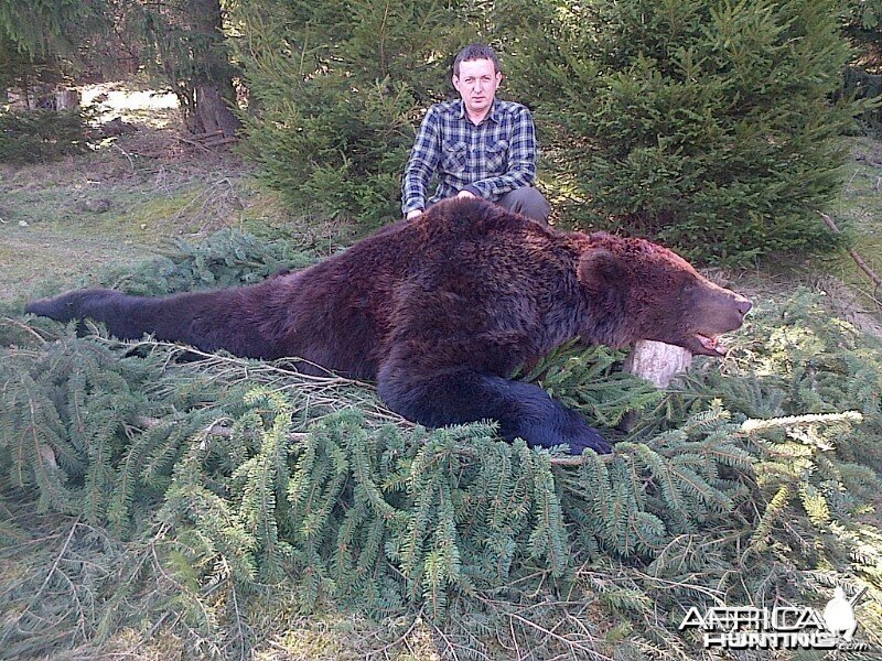 Hunting Brown Bear in Romania