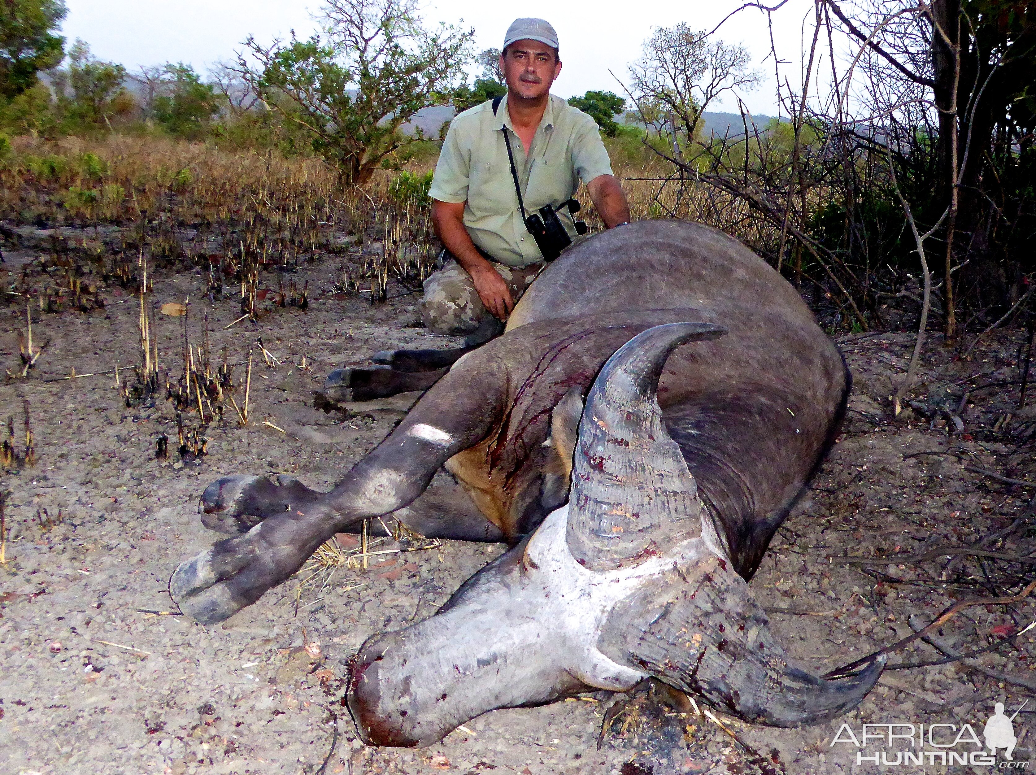 Hunting Buffalo Benin