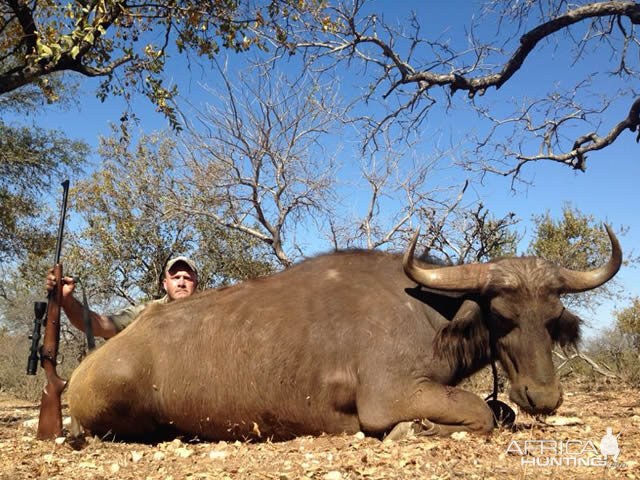 Hunting Buffalo Cow in South Africa