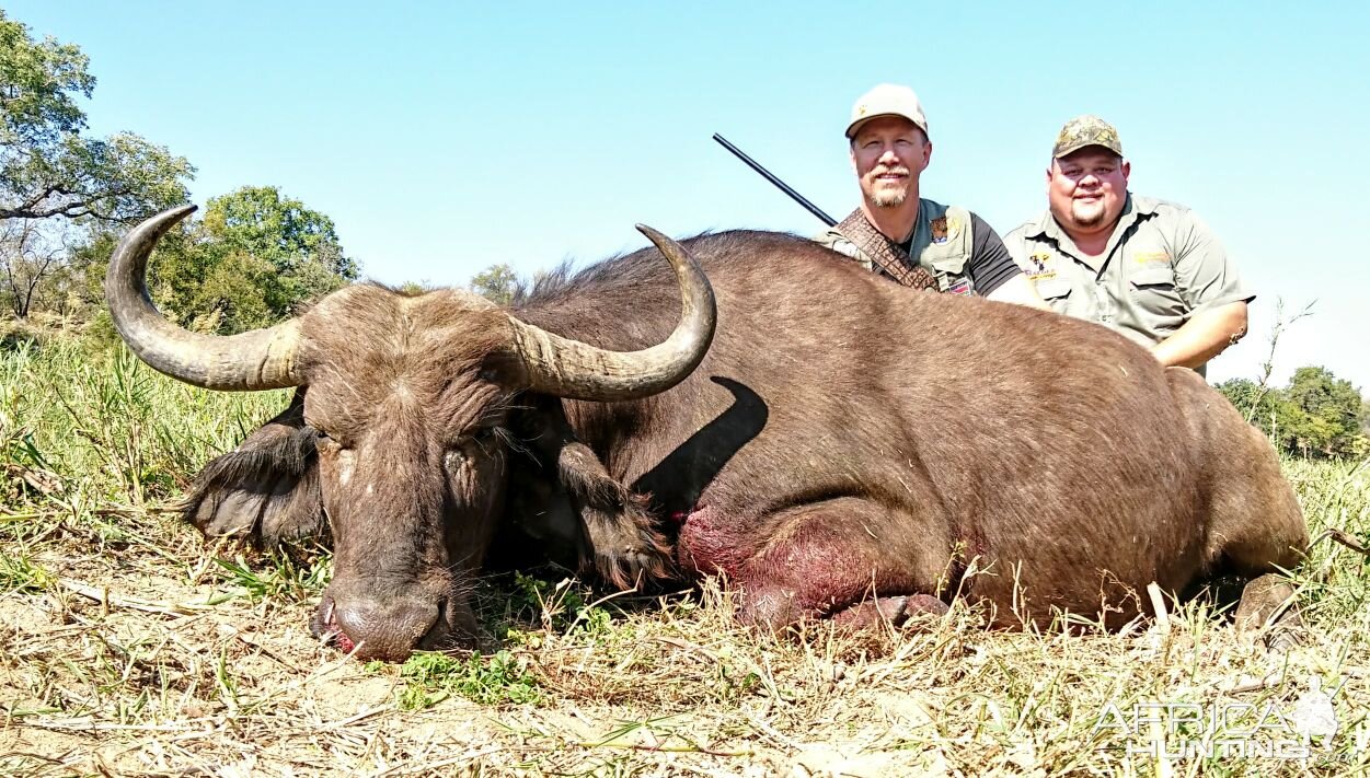 Hunting Buffalo Cow in South Africa