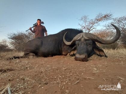 Hunting Buffalo Cow Limpopo