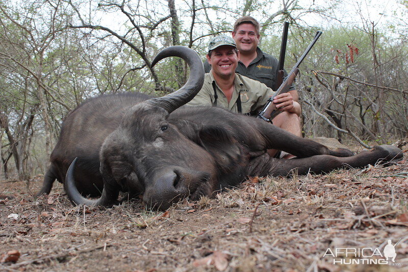 Hunting Buffalo Cow