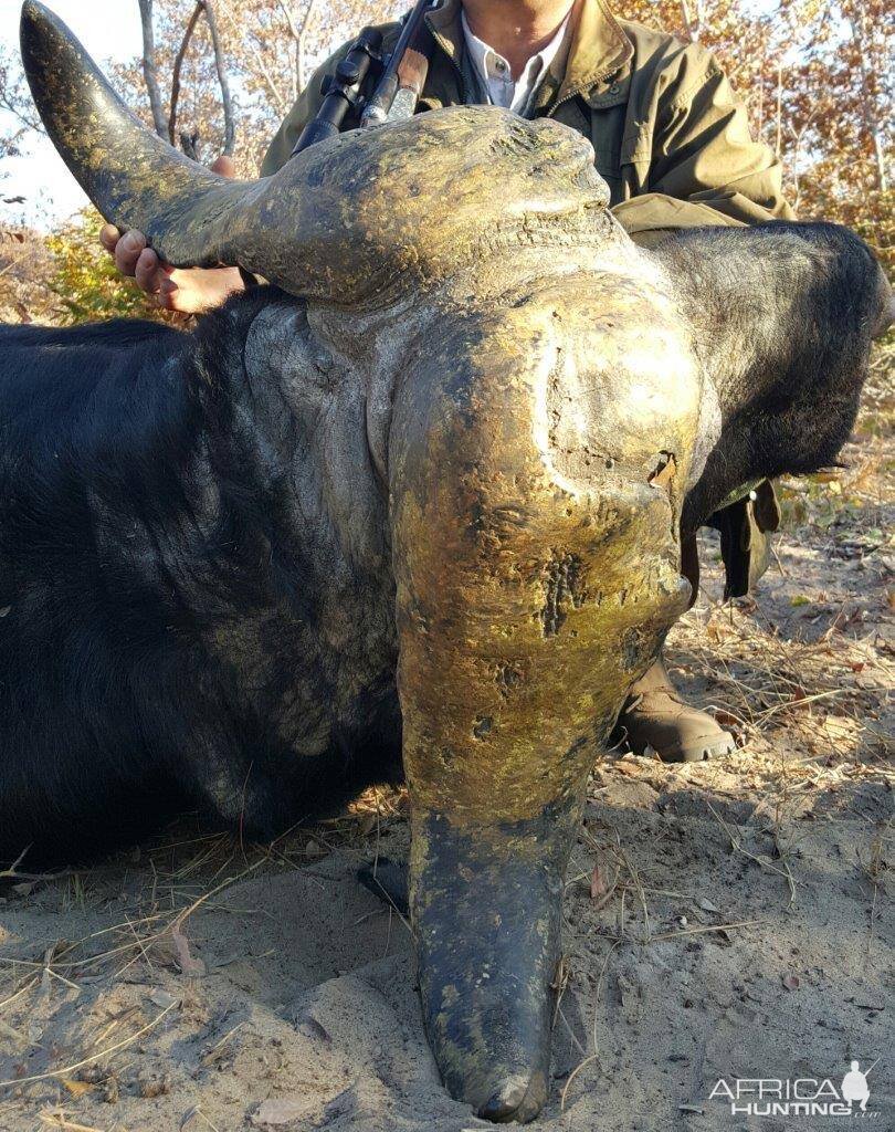 Hunting Buffalo in Namibia