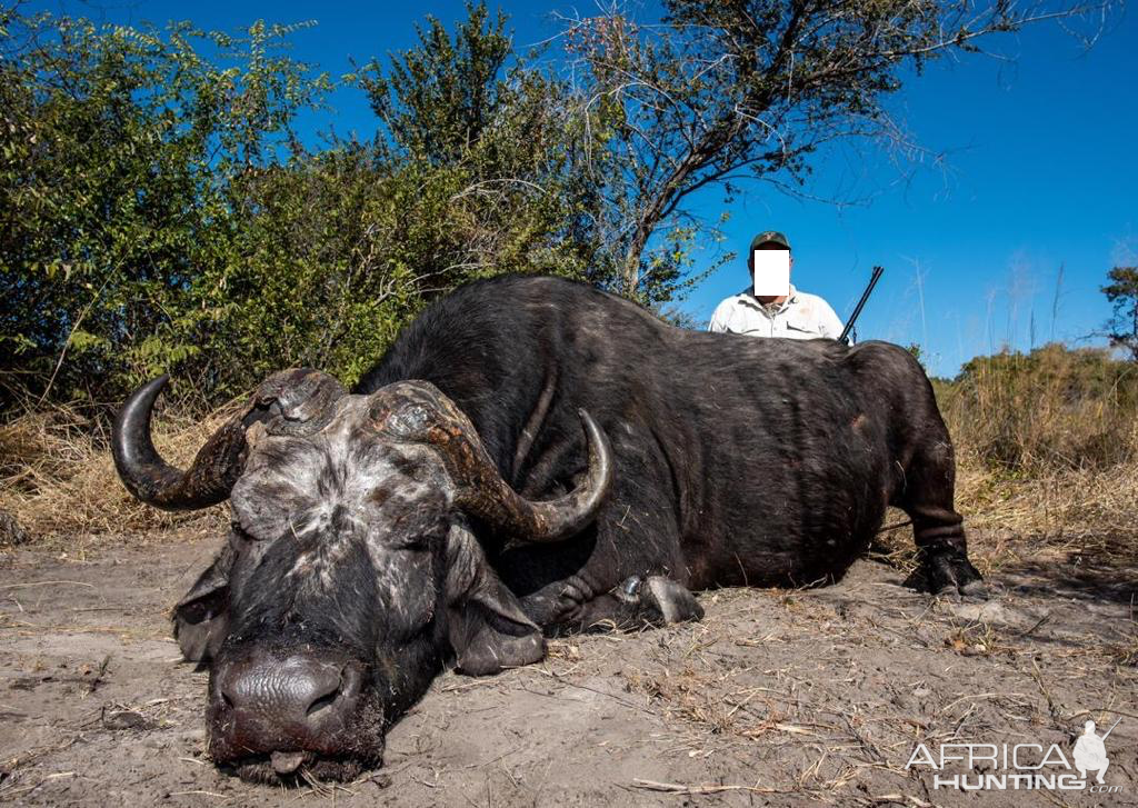 Hunting Buffalo in Namibia