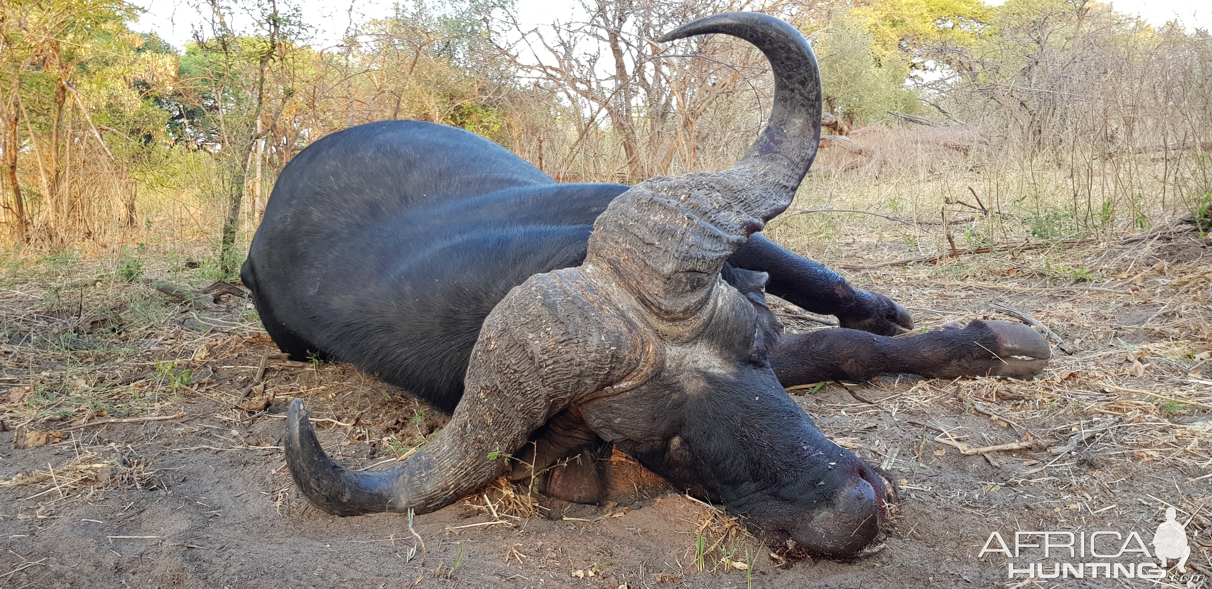 Hunting Buffalo in Namibia