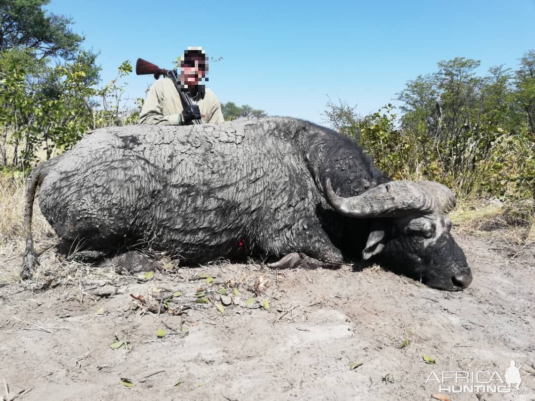 Hunting Buffalo in Namibia