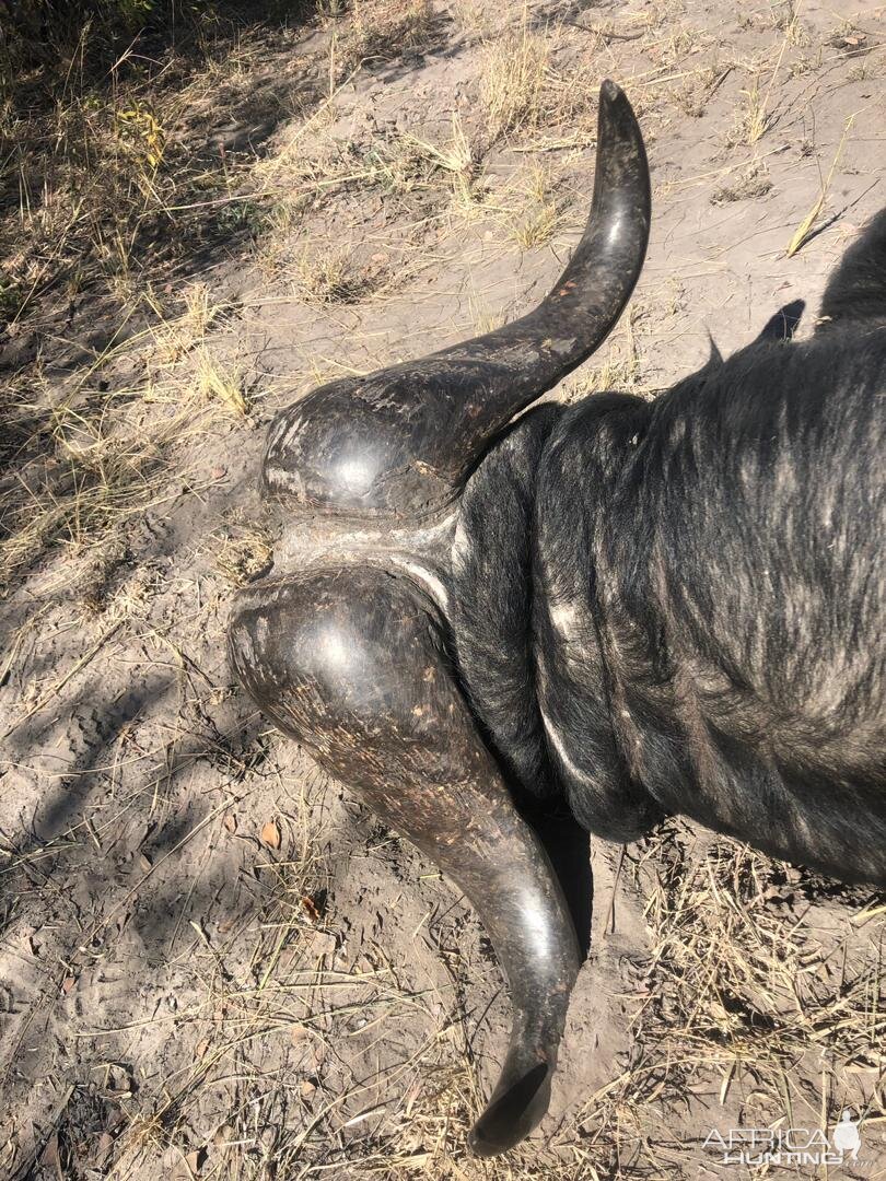 Hunting Buffalo in Namibia