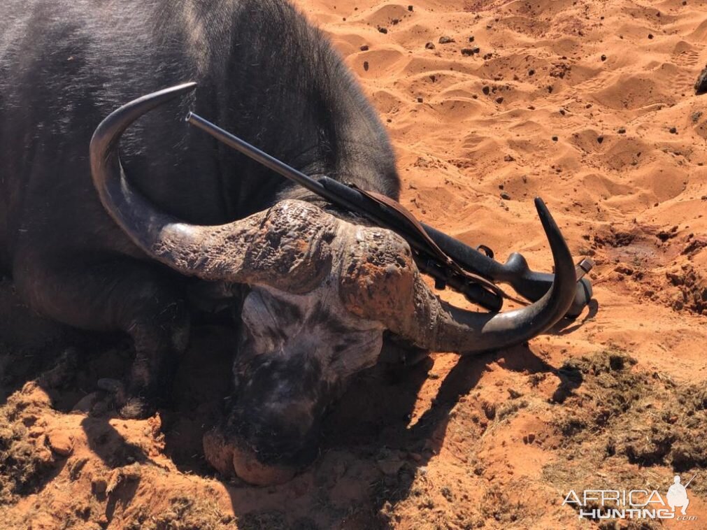 Hunting Buffalo in Namibia