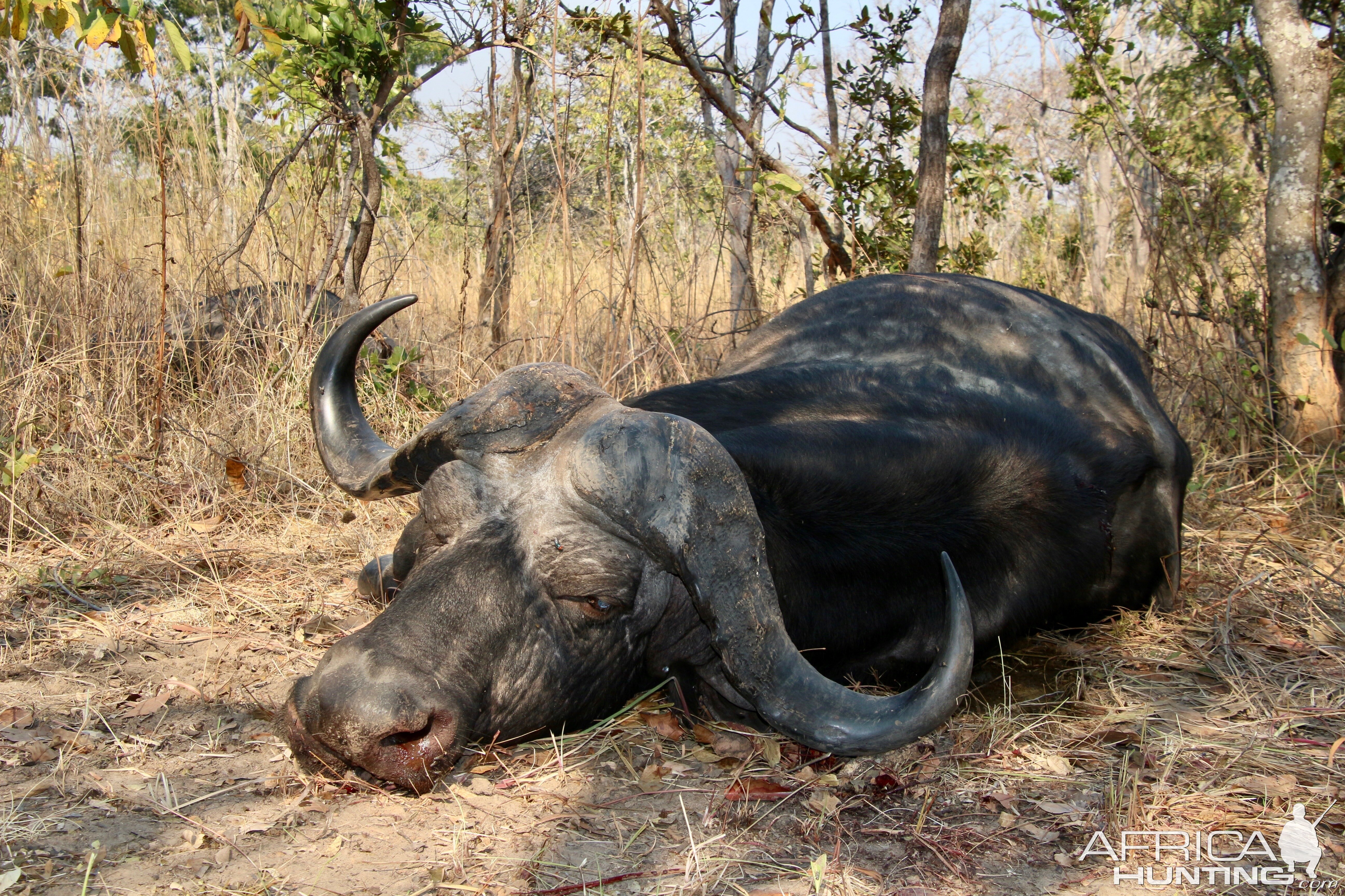 Hunting Buffalo in Namibia