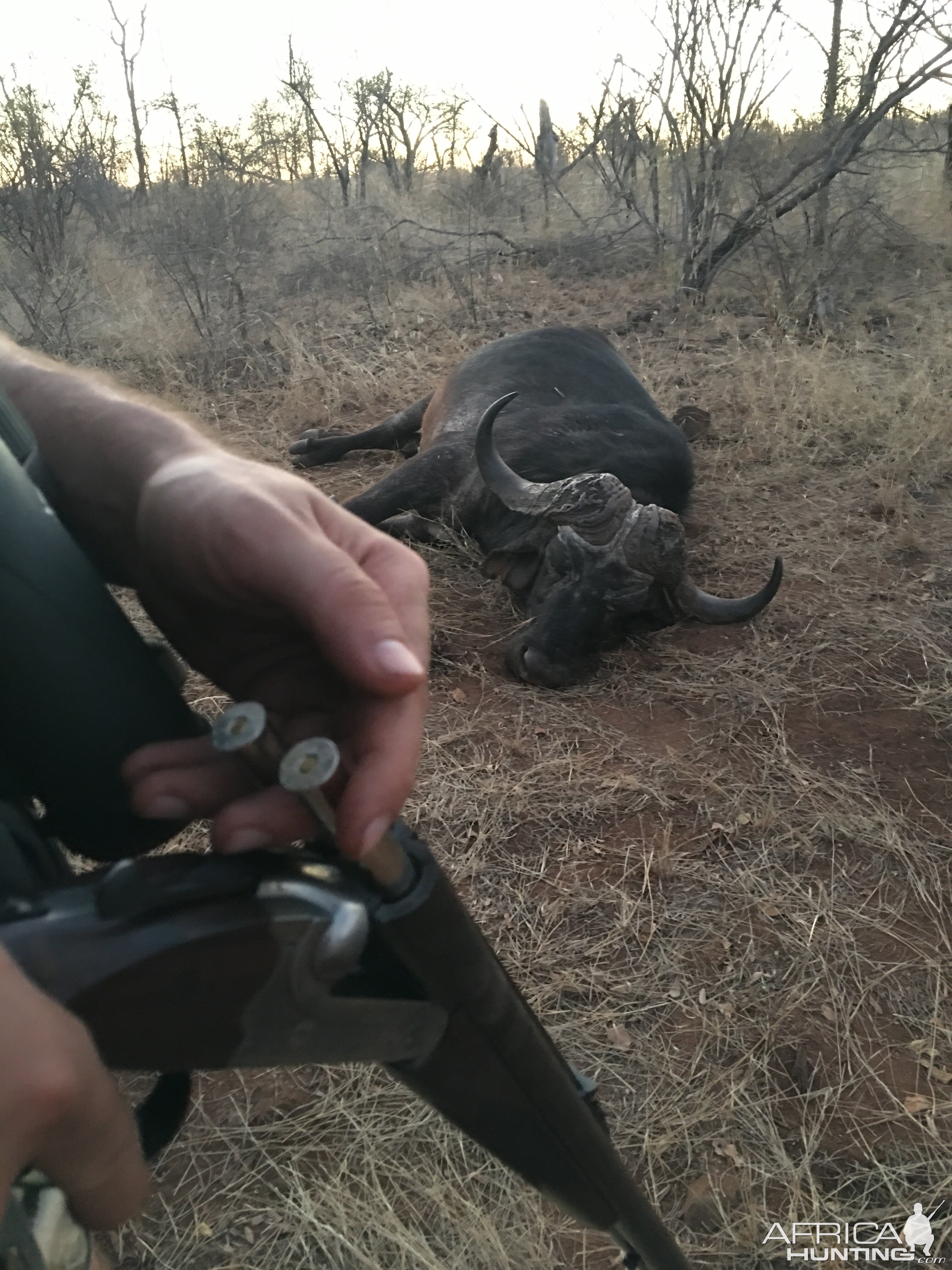 Hunting Buffalo in South Africa