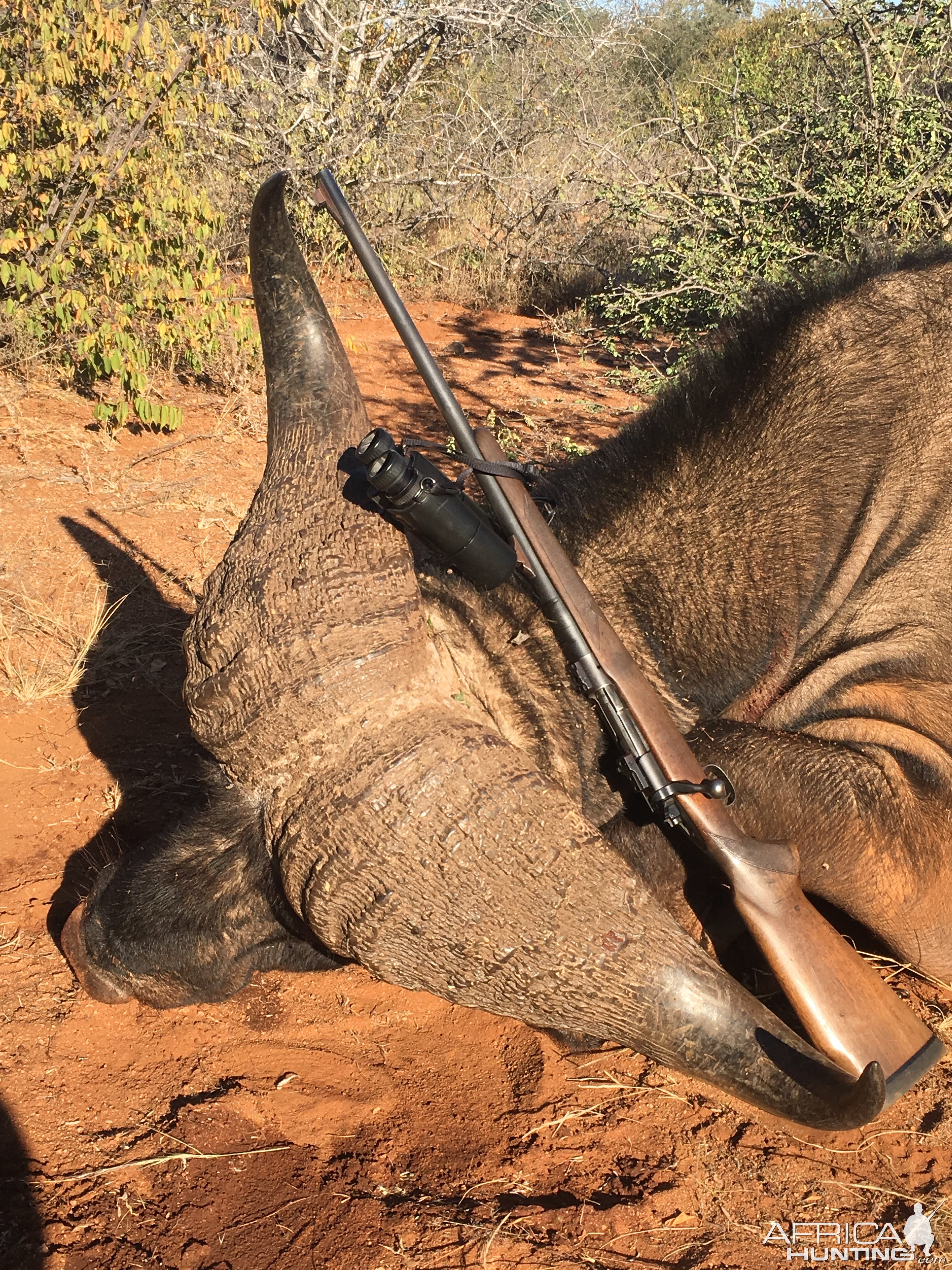 Hunting Buffalo in South Africa