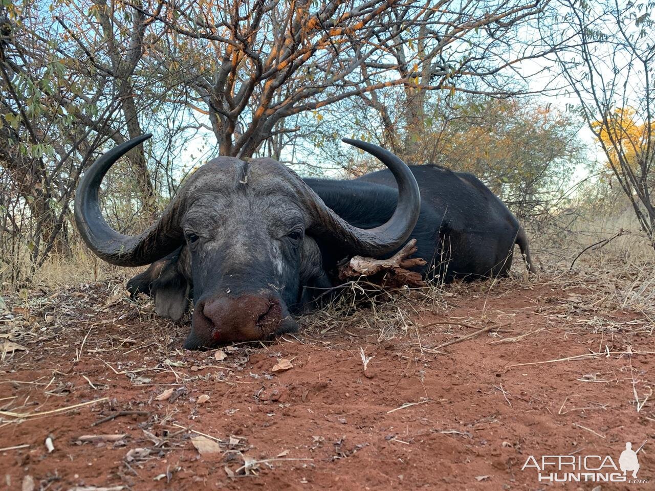 Hunting Buffalo in South Africa