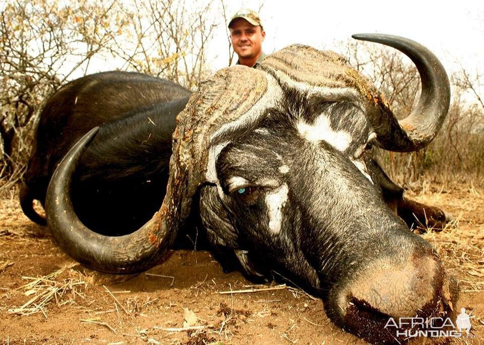 Hunting Buffalo in South Africa