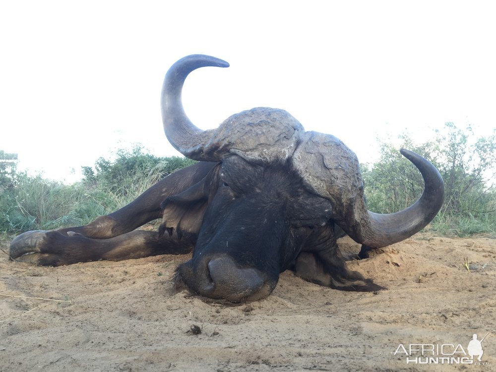 Hunting Buffalo in South Africa