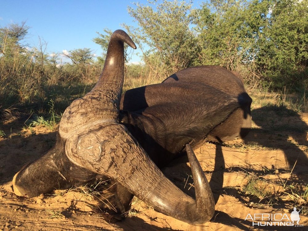 Hunting Buffalo in South Africa