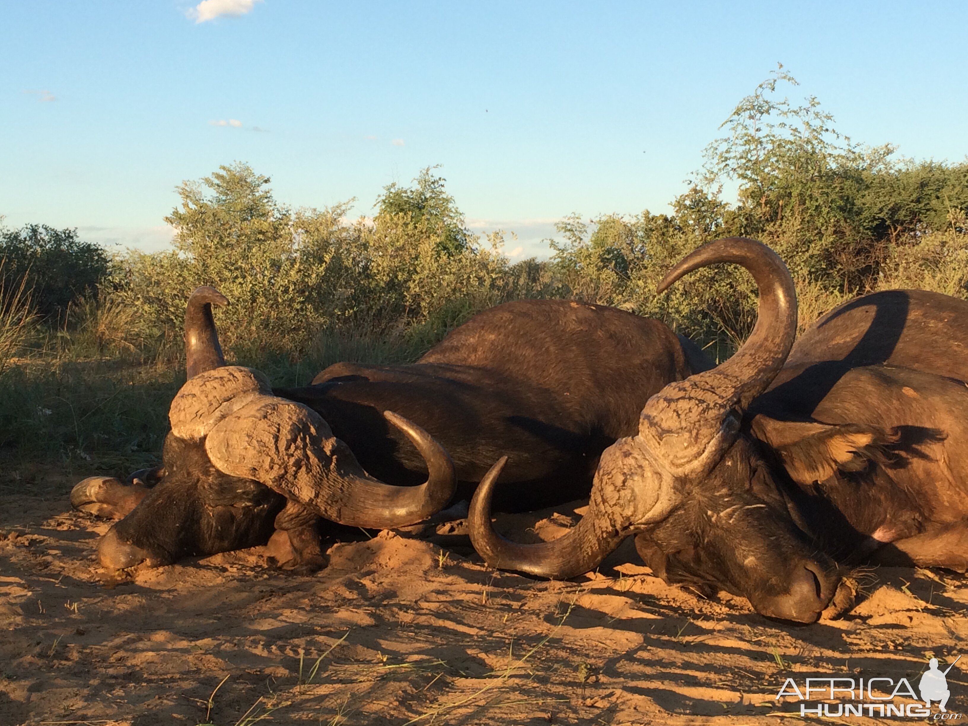 Hunting Buffalo in South Africa