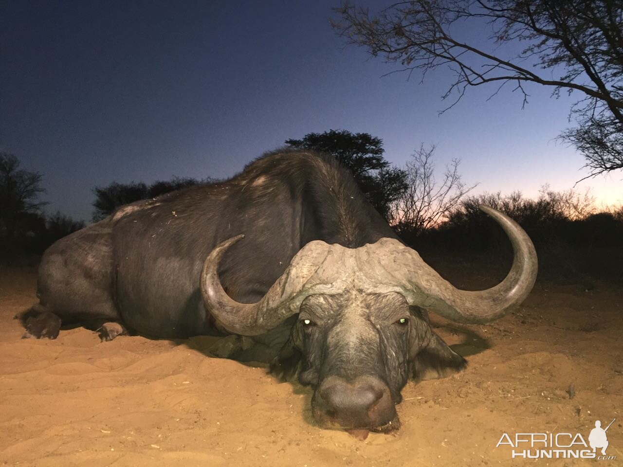 Hunting Buffalo in South Africa