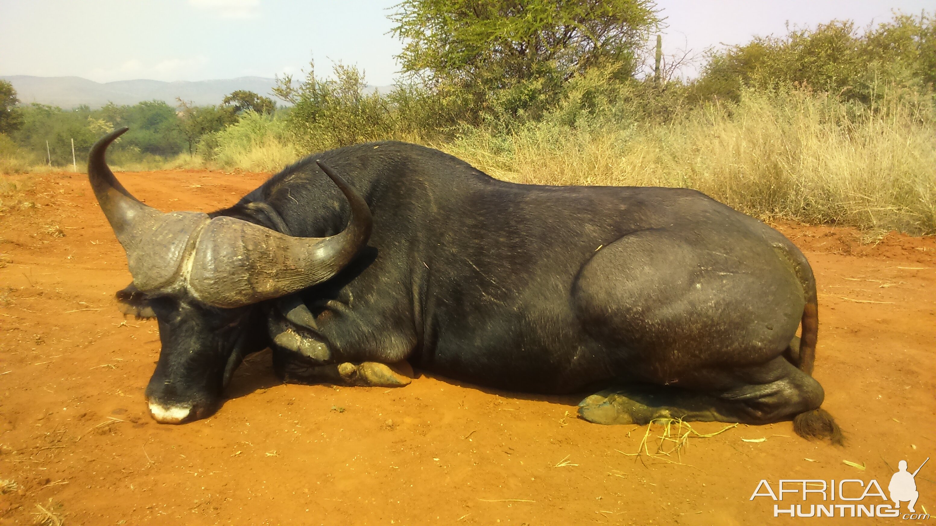 Hunting Buffalo in South Africa