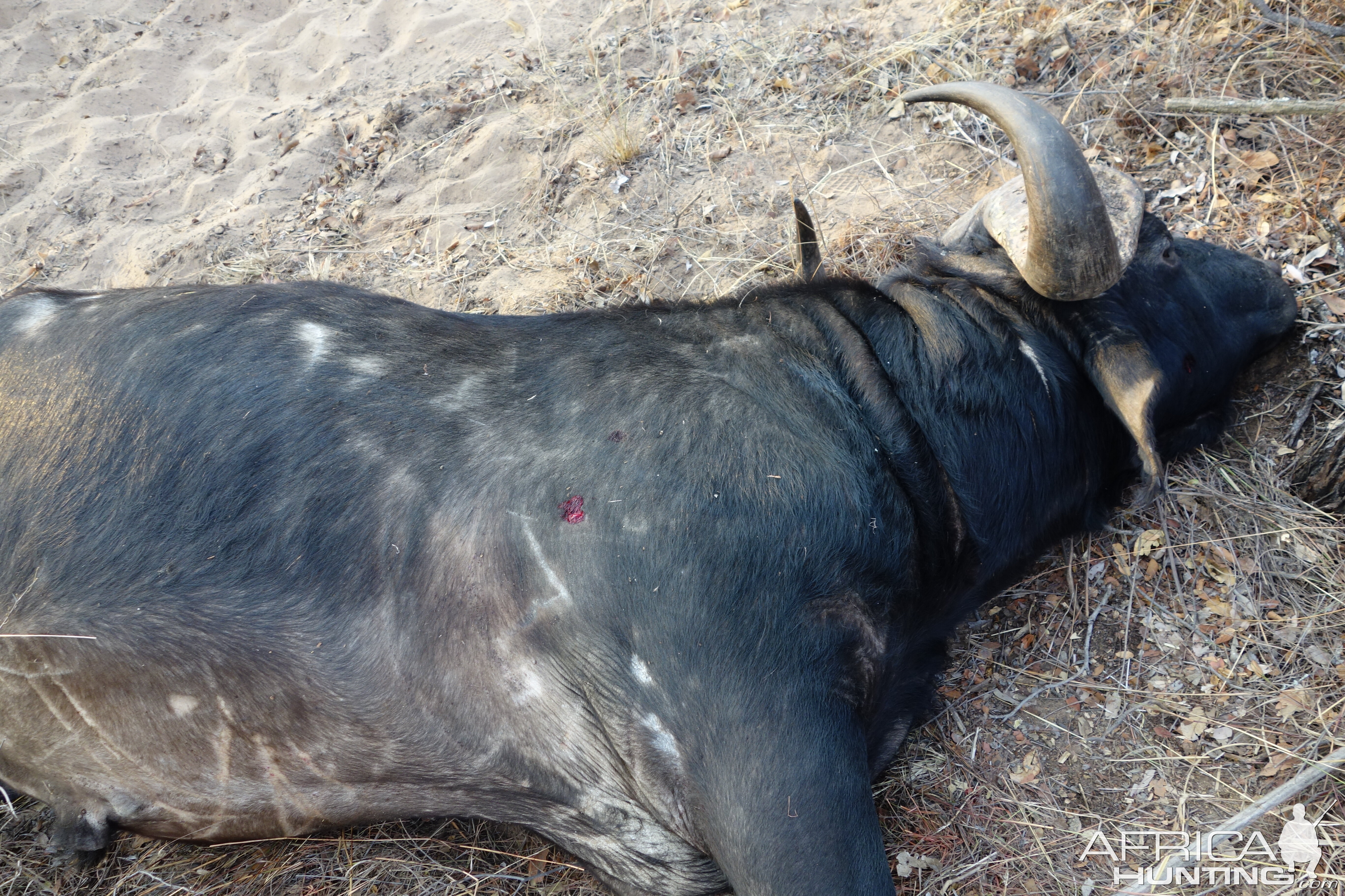 Hunting Buffalo in South Africa