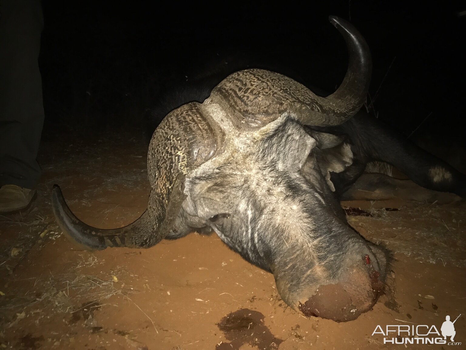 Hunting Buffalo in South Africa