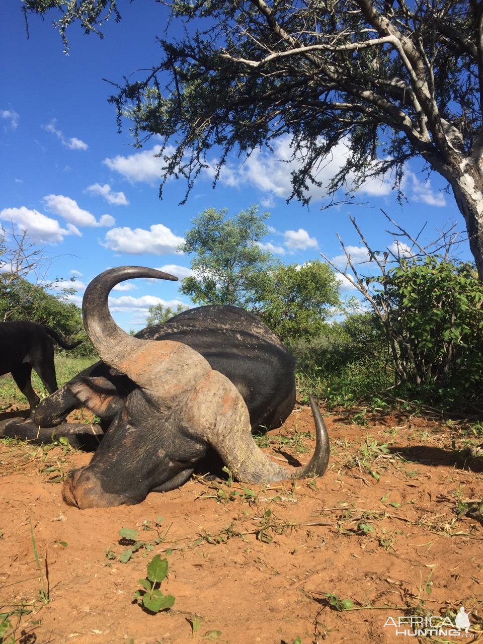 Hunting Buffalo in South Africa