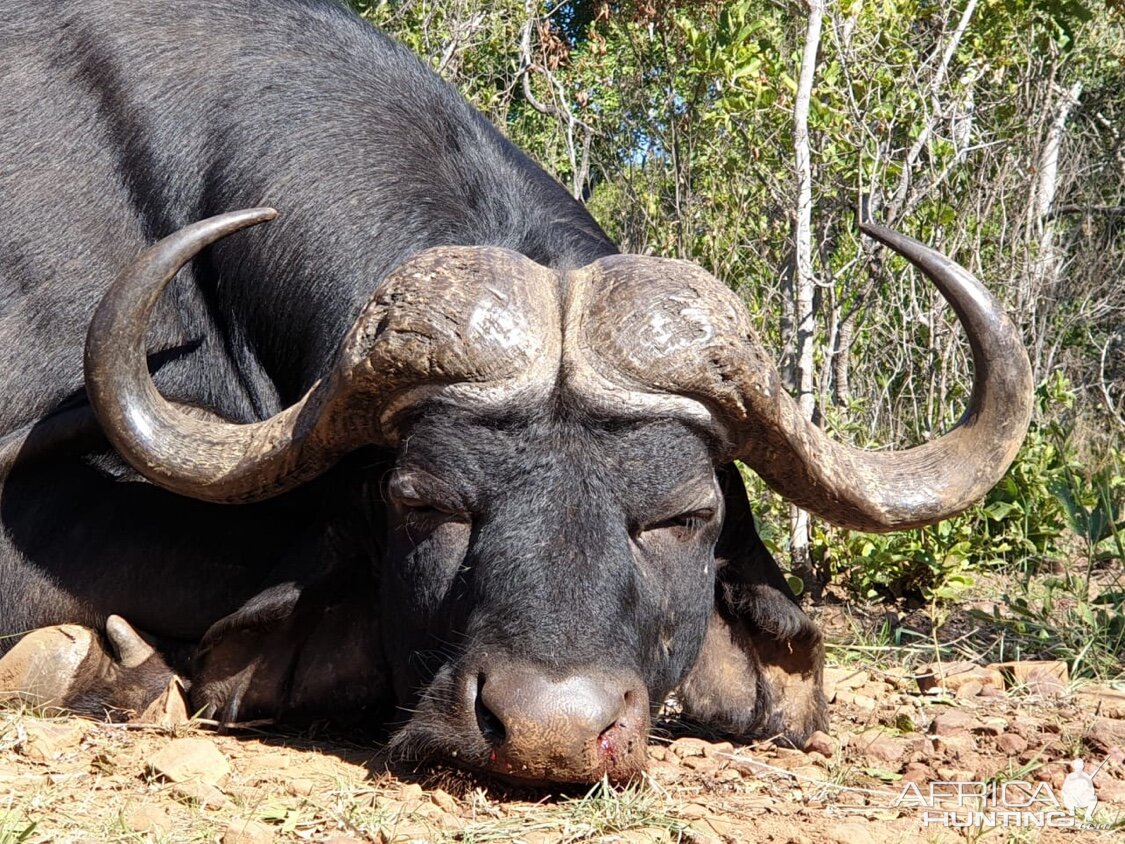 Hunting Buffalo in South Africa