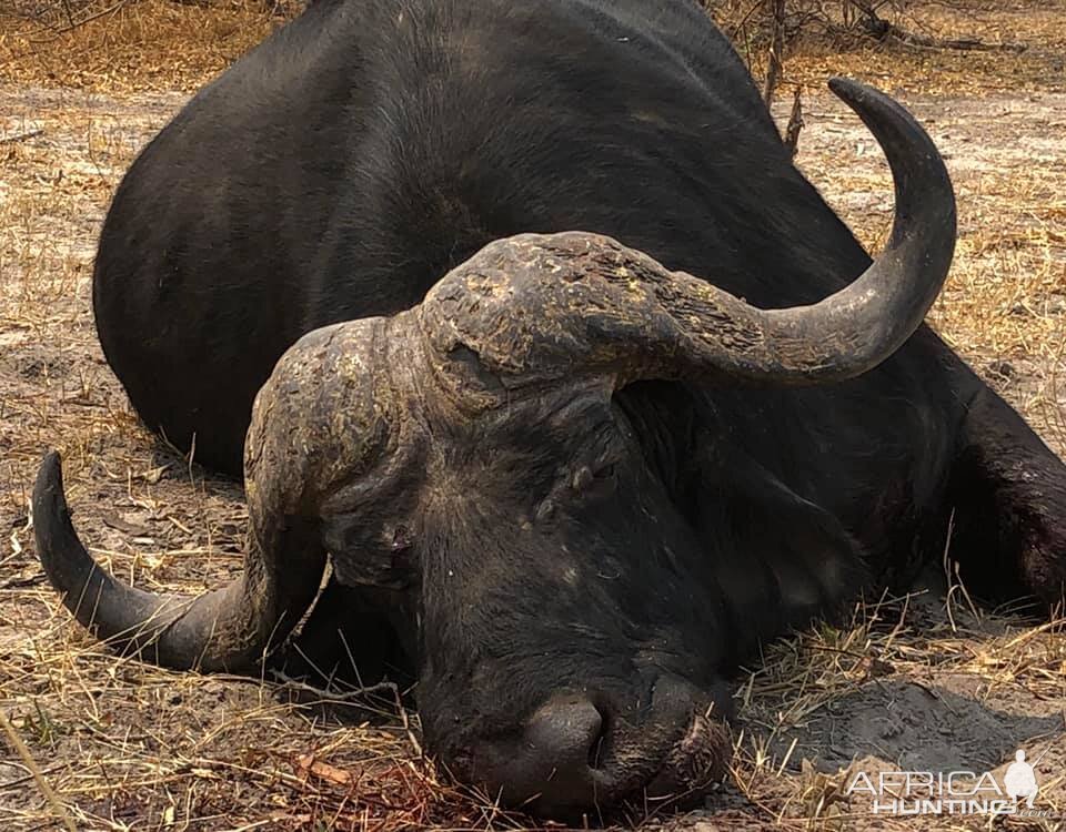 Hunting Buffalo in Tanzania